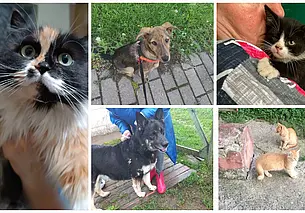 Маленькие солнышки, шикарная Джули и малыш Томми: кто ищет хозяина в Могилеве