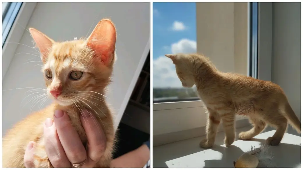 Маленькие солнышки