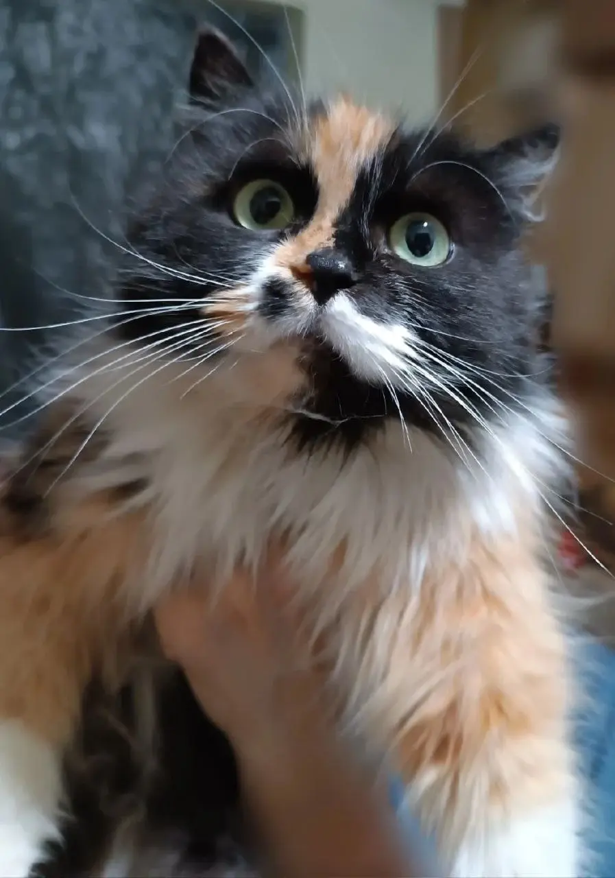 Красавица Мадонна