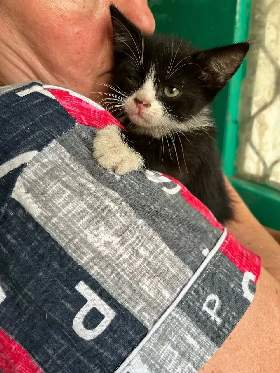 Малыш Томми хочет найти себе дом