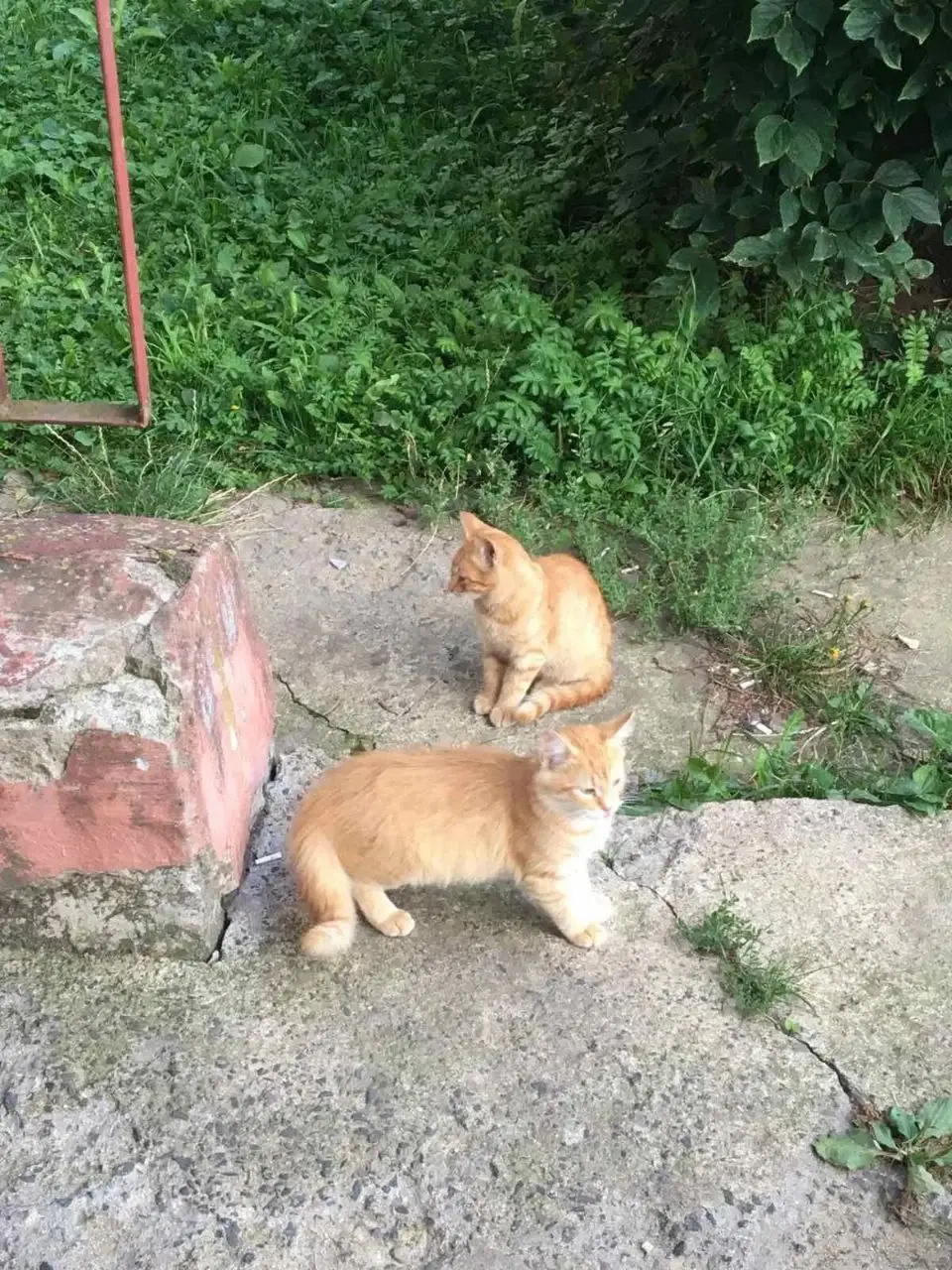 Три рыжика в дар