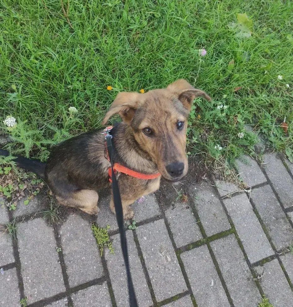 Хороший мальчик по кличке Бим