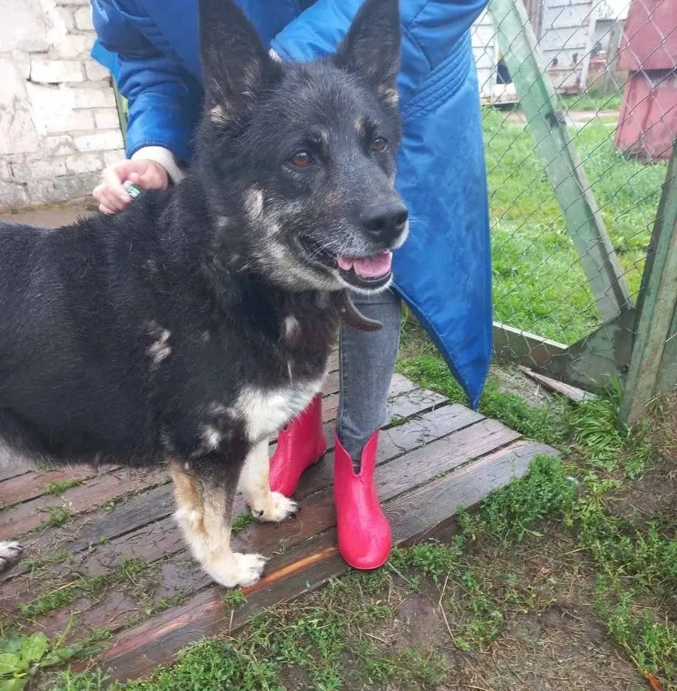 Шикарная Джули ищет хозяина