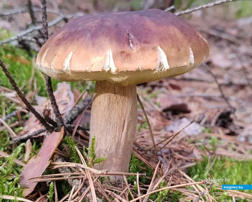 Фото Анастасии Голяченко из города Смолевичи.