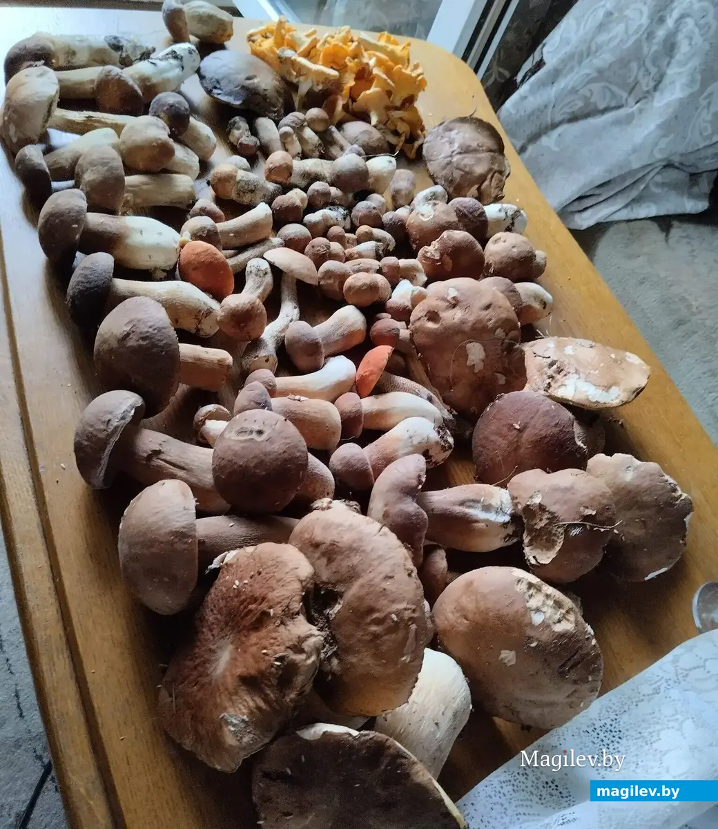 Трофеи бобруйчанки Веры Купреевой.