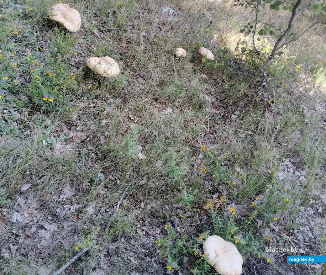 Приятно найти такую полянку! Фото Антонины Трибушевской из Осиповичей.