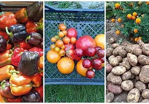 Сладкий перец, десятки сортов помидоров и картофель под заказ: бесплатные объявления на KRAMA