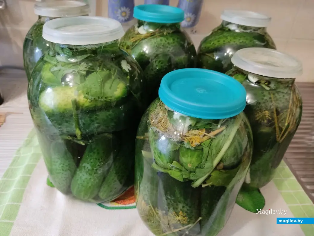 Зимой будем с огурцами! Могилев, 18.08.2023 г.