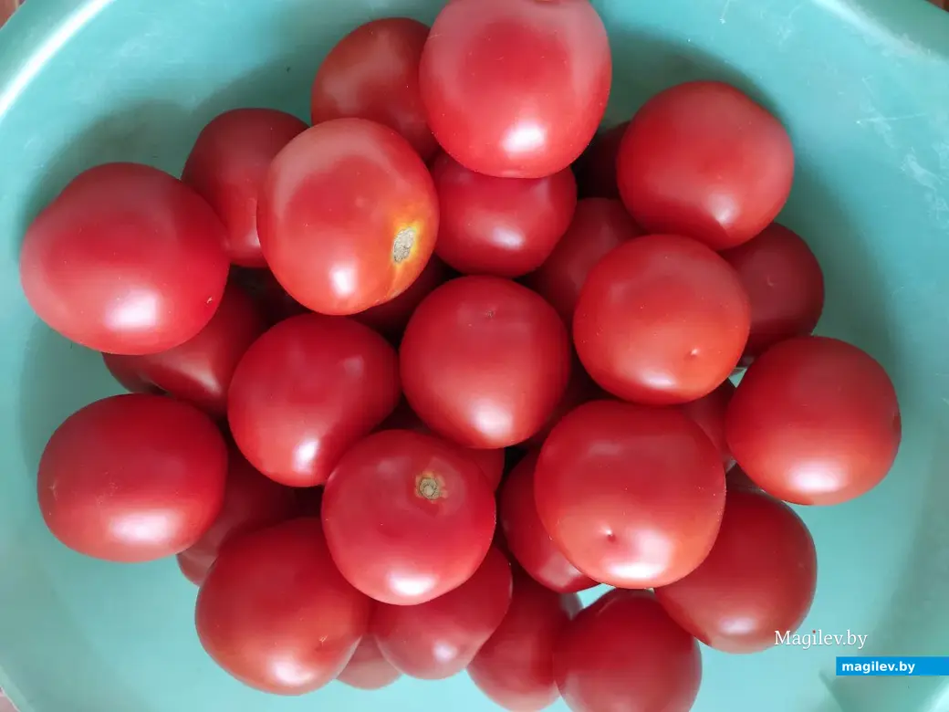 Вот такие помидорчики - один к одному! Могилев, 18.08.2023 г.