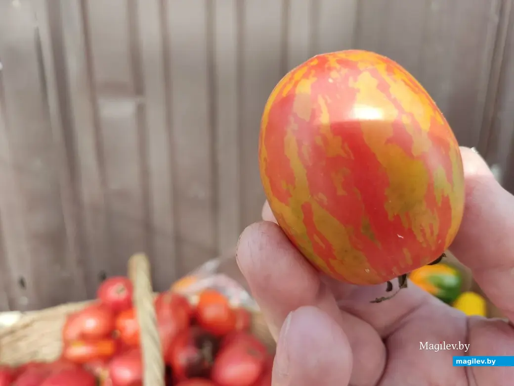 Рынок на улице Островского. Могилев, 18.08.2023 г.