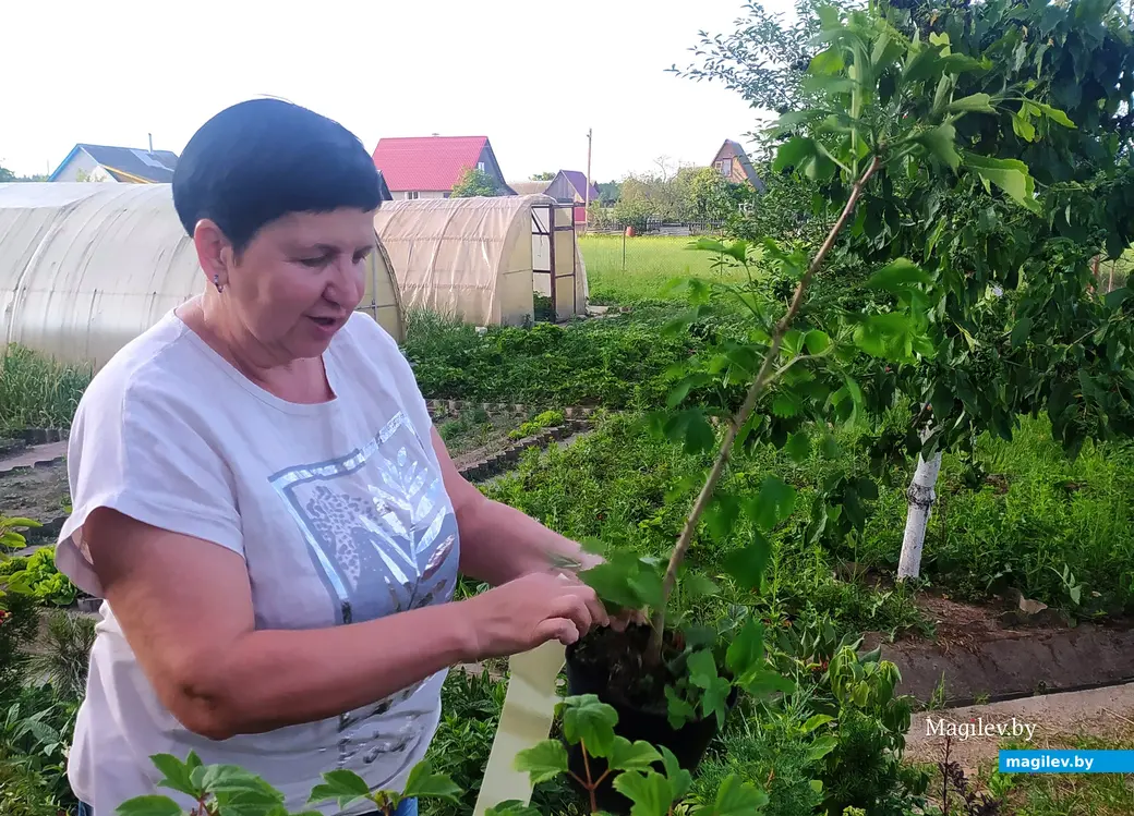 Ирина Семерикова в питомнике растений «У сяброў». Саженец гинкго билоба.