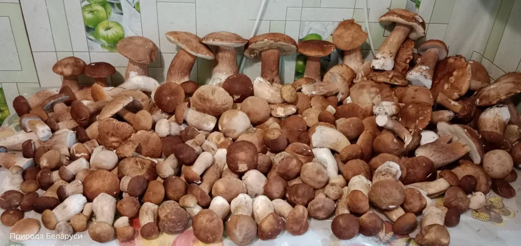 Трофеи Марии Никитко и ее дочери Александры.