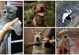 Макс, Марта и приблудная красавица без имени: кто ищет хозяина в Могилеве