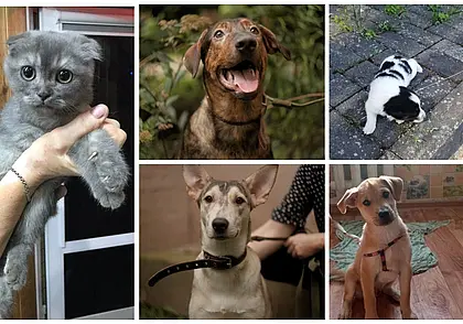 Макс, Марта и приблудная красавица без имени: кто ищет хозяина в Могилеве