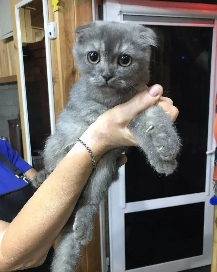 Приблудная красотка