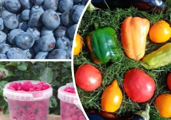 Арбузы со своего огорода, малина и овощи с доставкой: бесплатные объявления на KRAMA.magilev