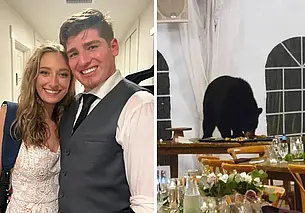 В США дикий медведь пришел на свадьбу и съел торт