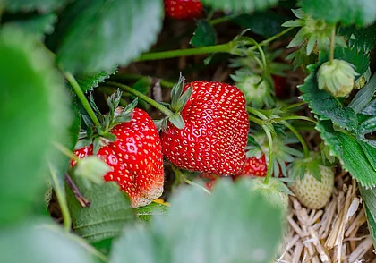 Рассаду клубники советуют высаживать до 10 августа. Почему?