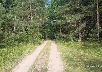 В Беларуси за сутки в лесах потерялись три человека