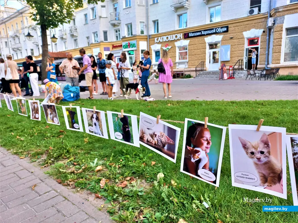 Творческая акция «Острова добра» в защиту животных. Могилев, Комсомольский сквер, 27.08.2023 г.