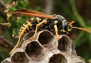 Как бороться с осами и осиными гнездами? Предлагаем проверенные способы