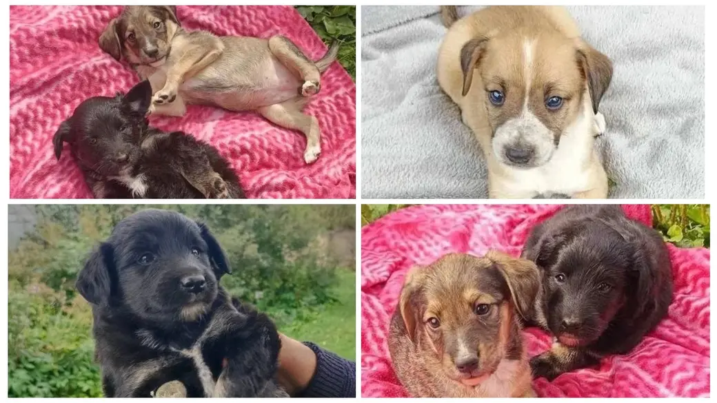 Щенки в дар