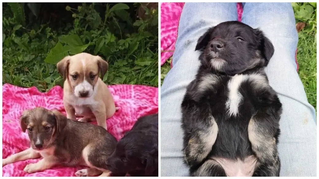 Щенки в дар