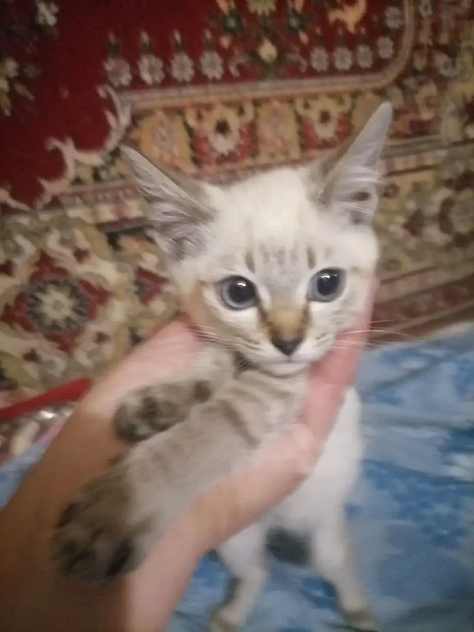 Котенок, девочка, 2 месяца