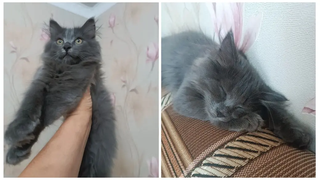 Малышка Доми