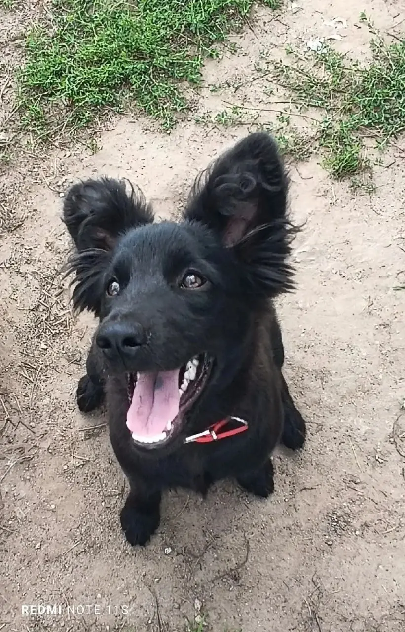 Щенок-подросток по кличке Кира