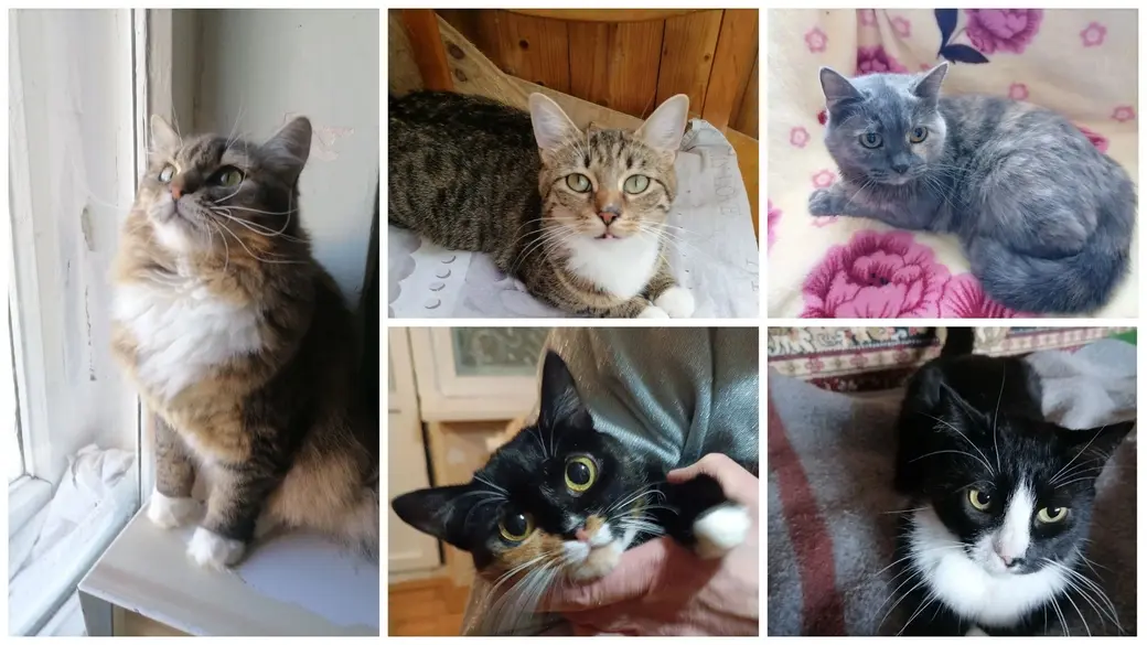 Молодые кастрированные кошечки