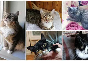 Кошечки без имени, малышка Доми и нежная Алиса: кто ищет хозяина в Могилеве