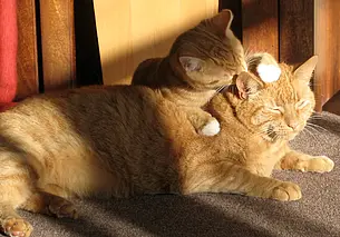 Как добиться мира в доме, где живут несколько кошек: работающие советы