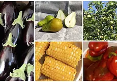 Яблоки, груши, сладкая кукуруза и вяленые томаты: бесплатные объявления на KRAMA.magilev