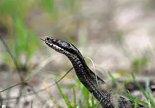 Пенсионера из Могилева на даче укусила змея. Спасти мужчину не удалось