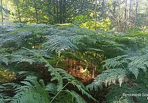 В некоторых районах Могилевской области снято ограничение на посещение лесов