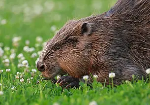 Сезон охоты на бобра и выдру открылся в Беларуси