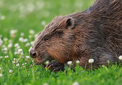 Сезон охоты на бобра и выдру открылся в Беларуси