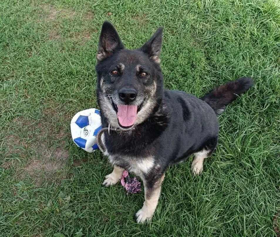 Большая собака.