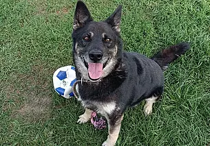 Котик Персик, котенок и щенок без кличек: кто ищет хозяина в Могилеве