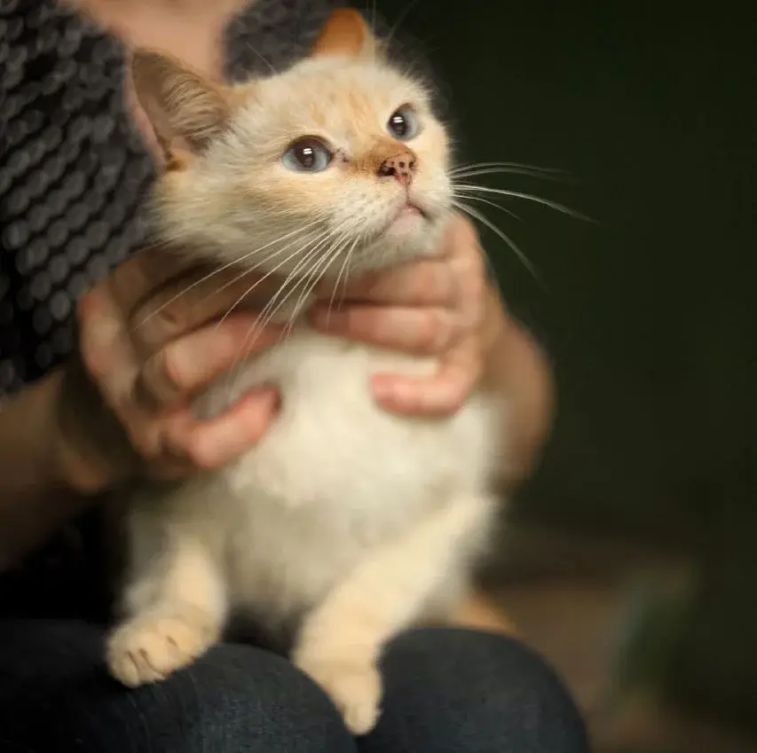 Очень красивый кот.