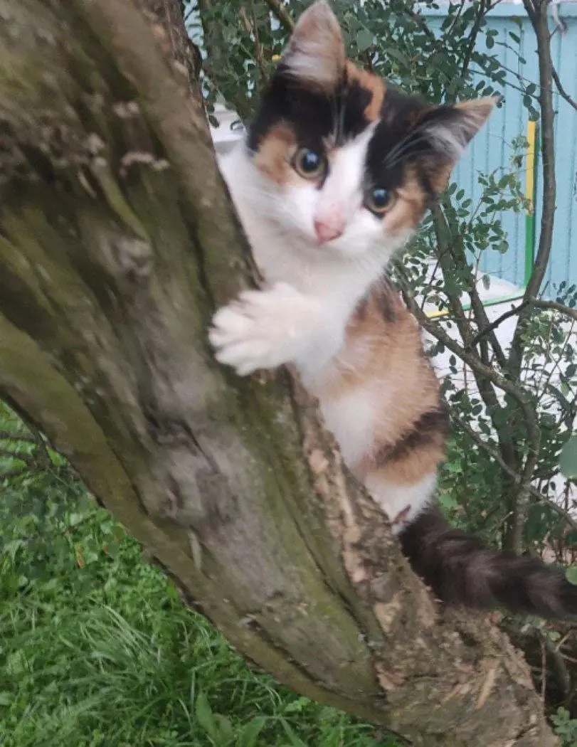 Кошечка Красотка.