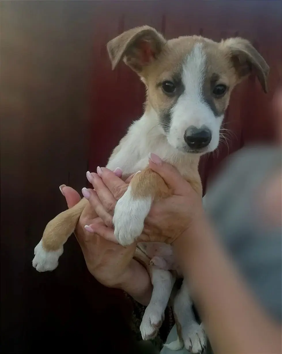 Щенок-малыш.