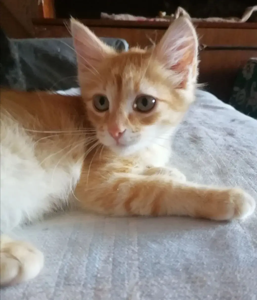 Котенок Персик.