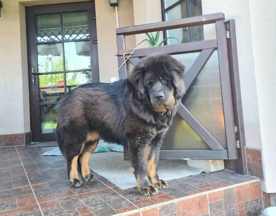 Собака Серафима.