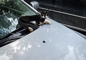 Узнали, как перевозить животных через таможенную границу