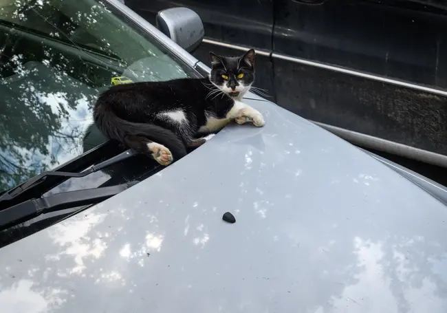 Узнали, как перевозить животных через таможенную границу