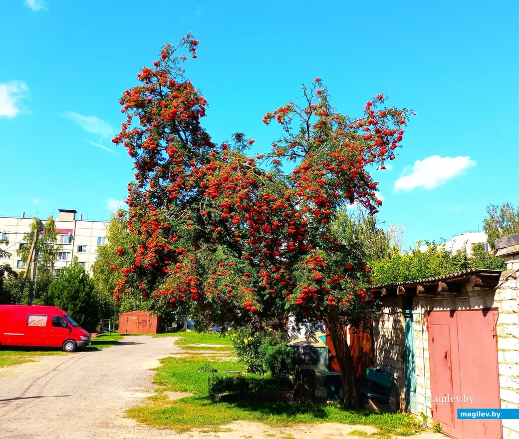 Если плодоносить, то только по-чемпионски.
