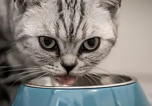 Почему кошка закапывает еду: перепутала миску и лоток?