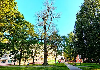Однажды в Могилеве. Последний портрет ветвистого исполина